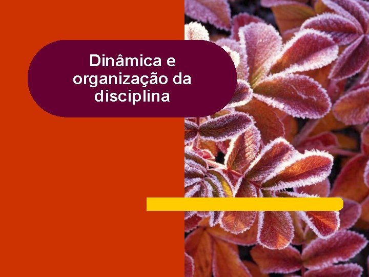 Dinâmica e organização da disciplina 