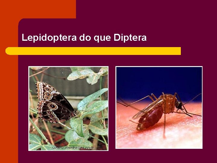 Lepidoptera do que Diptera 