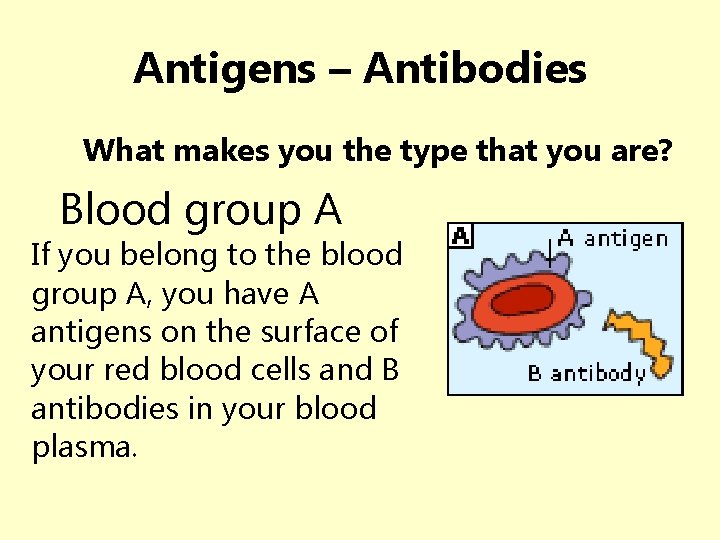 Antigens – Antibodies What makes you the type that you are? Blood group A