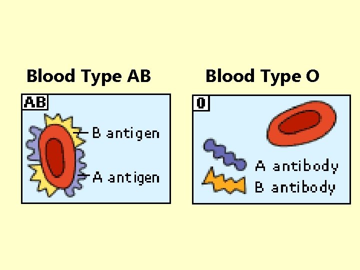 Blood Type AB Blood Type O 