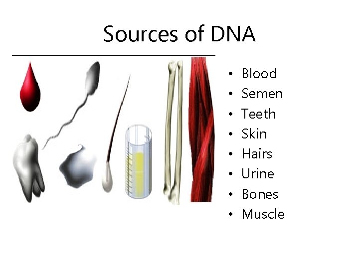 Sources of DNA • • Blood Semen Teeth Skin Hairs Urine Bones Muscle 