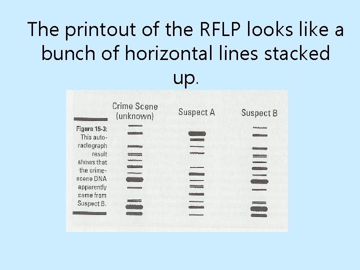 The printout of the RFLP looks like a bunch of horizontal lines stacked up.