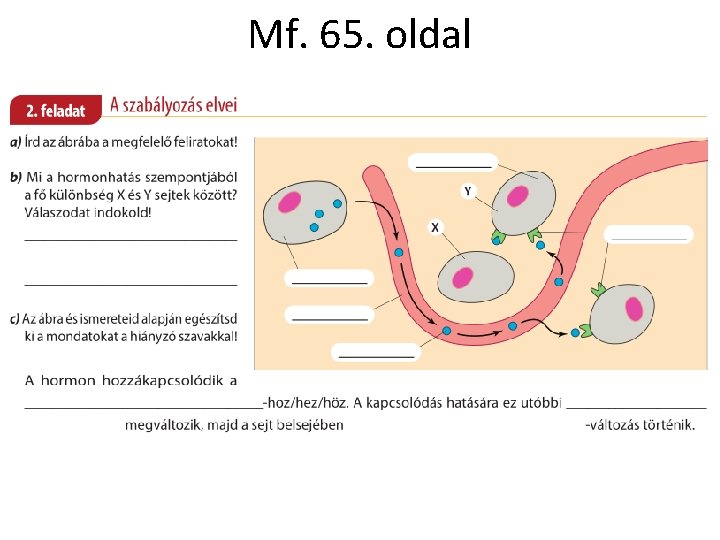 Mf. 65. oldal Mf. 65. oldal