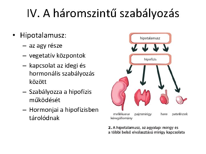IV. A háromszintű szabályozás • Hipotalamusz: – az agy része – vegetatív központok – IV. A háromszintű szabályozás • Hipotalamusz: – az agy része – vegetatív központok –