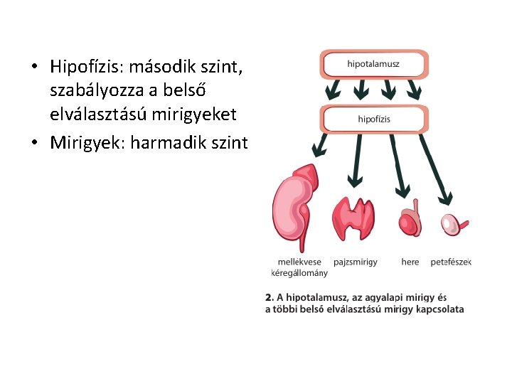 • Hipofízis: második szint, szabályozza a belső elválasztású mirigyeket • Mirigyek: harmadik szint • Hipofízis: második szint, szabályozza a belső elválasztású mirigyeket • Mirigyek: harmadik szint