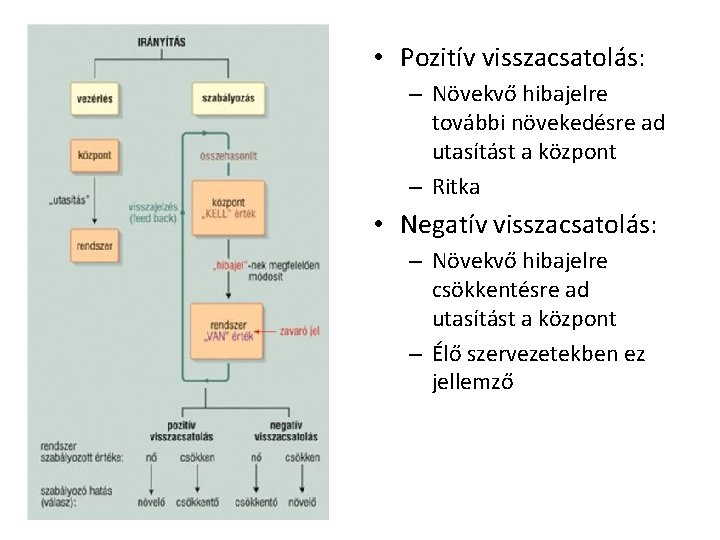• Pozitív visszacsatolás: – Növekvő hibajelre további növekedésre ad utasítást a központ – • Pozitív visszacsatolás: – Növekvő hibajelre további növekedésre ad utasítást a központ –