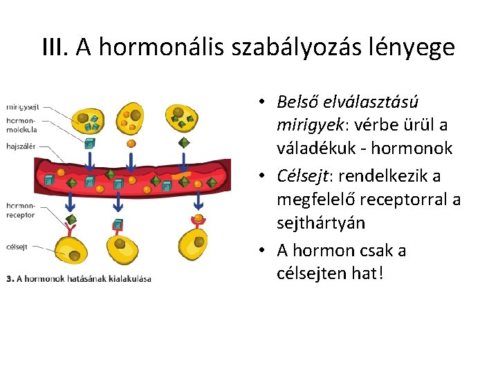 III. A hormonális szabályozás lényege • Belső elválasztású mirigyek: vérbe ürül a váladékuk - III. A hormonális szabályozás lényege • Belső elválasztású mirigyek: vérbe ürül a váladékuk -