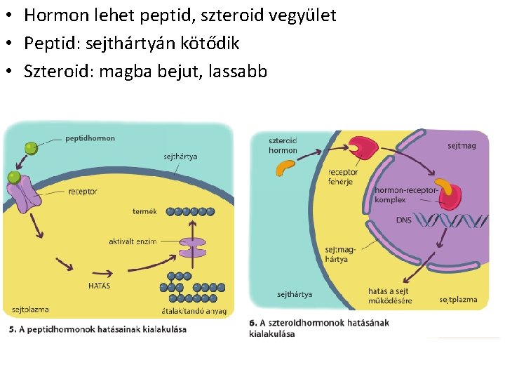 • Hormon lehet peptid, szteroid vegyület • Peptid: sejthártyán kötődik • Szteroid: magba • Hormon lehet peptid, szteroid vegyület • Peptid: sejthártyán kötődik • Szteroid: magba