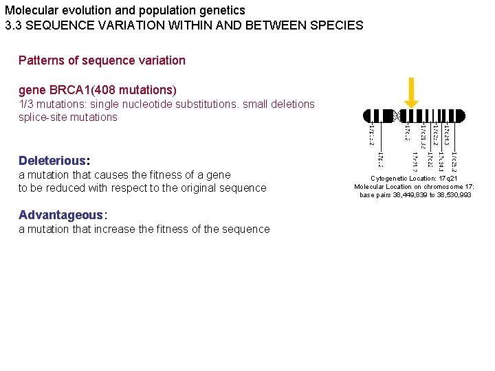 Molecular evolution and population genetics 3. 3 SEQUENCE VARIATION WITHIN AND BETWEEN SPECIES Patterns