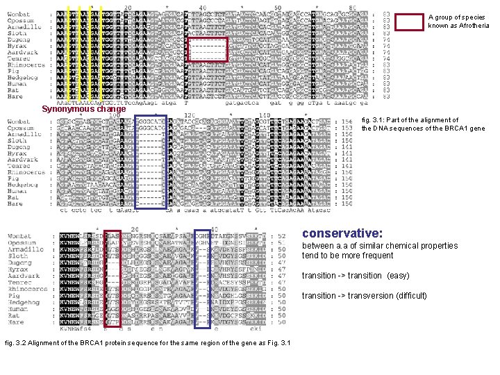 A group of species known as Afrotheria Synonymous change fig. 3. 1: Part of