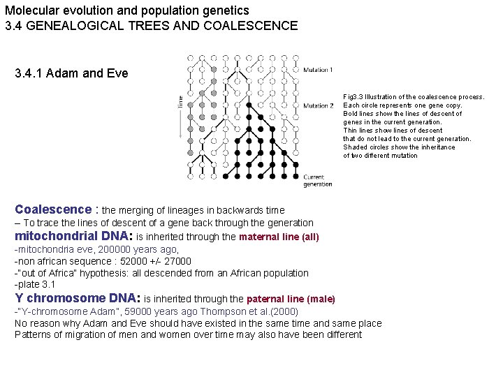 Molecular evolution and population genetics 3. 4 GENEALOGICAL TREES AND COALESCENCE 3. 4. 1
