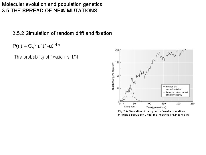 Molecular evolution and population genetics 3. 5 THE SPREAD OF NEW MUTATIONS 3. 5.