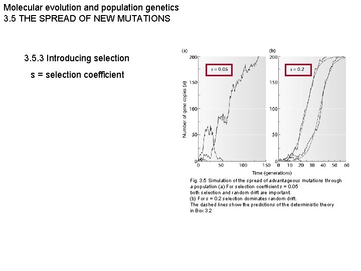 Molecular evolution and population genetics 3. 5 THE SPREAD OF NEW MUTATIONS 3. 5.