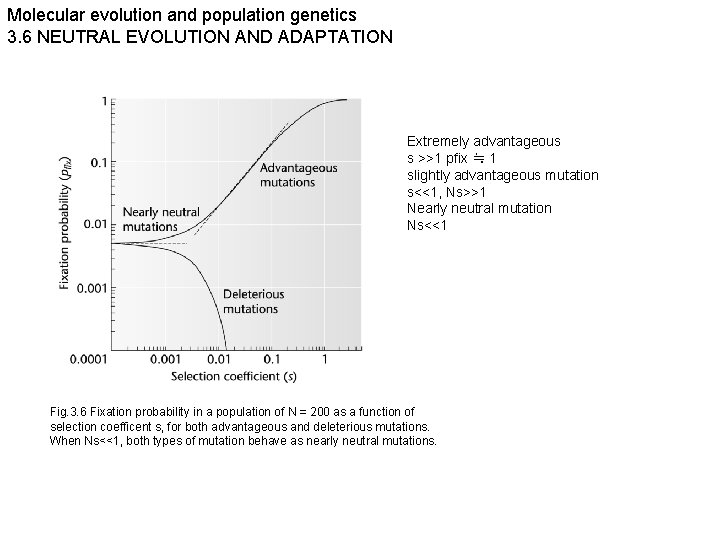 Molecular evolution and population genetics 3. 6 NEUTRAL EVOLUTION AND ADAPTATION Extremely advantageous s