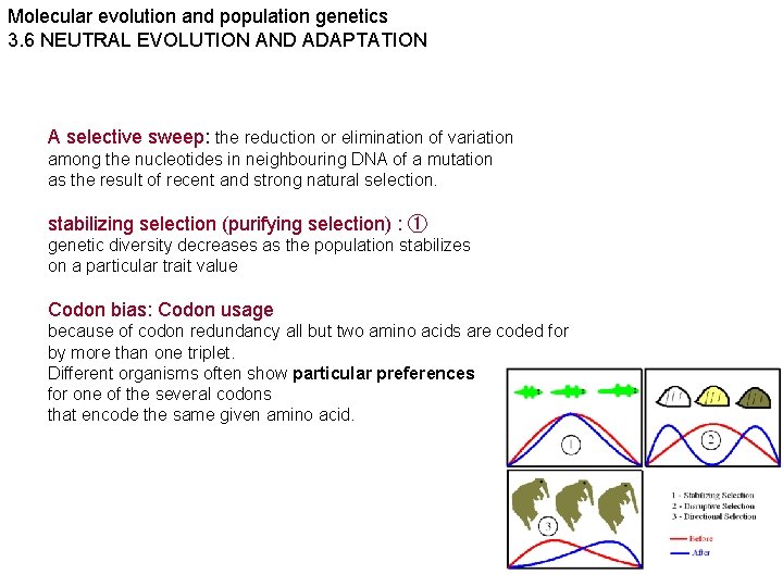 Molecular evolution and population genetics 3. 6 NEUTRAL EVOLUTION AND ADAPTATION A selective sweep: