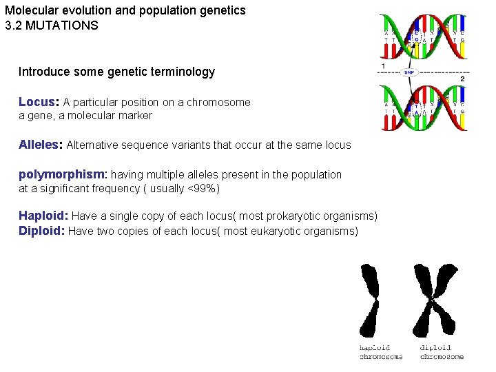 Molecular evolution and population genetics 3. 2 MUTATIONS Introduce some genetic terminology Locus: A