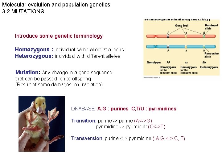 Molecular evolution and population genetics 3. 2 MUTATIONS reference: www. geneticsandhealth. com/wp-content/allele. jpg Introduce