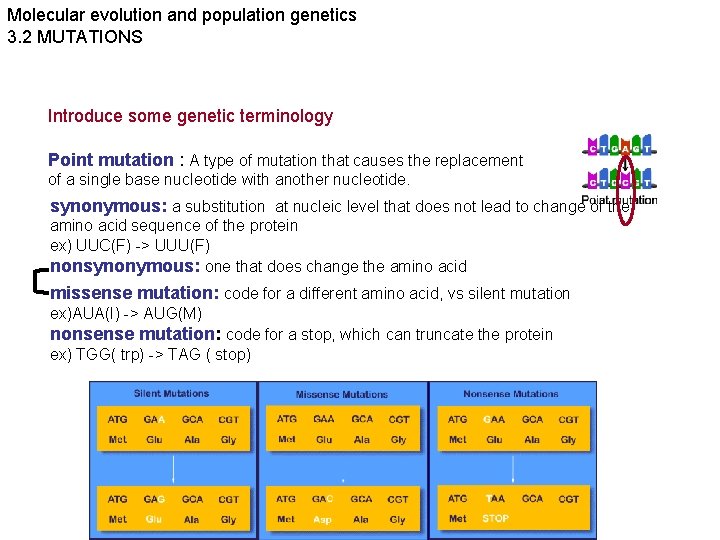 Molecular evolution and population genetics 3. 2 MUTATIONS Introduce some genetic terminology Point mutation