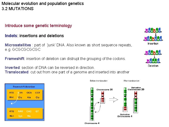 Molecular evolution and population genetics 3. 2 MUTATIONS Introduce some genetic terminology Indels: insertions