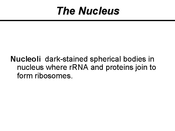 The Nucleus Nucleoli dark-stained spherical bodies in nucleus where r. RNA and proteins join The Nucleus Nucleoli dark-stained spherical bodies in nucleus where r. RNA and proteins join