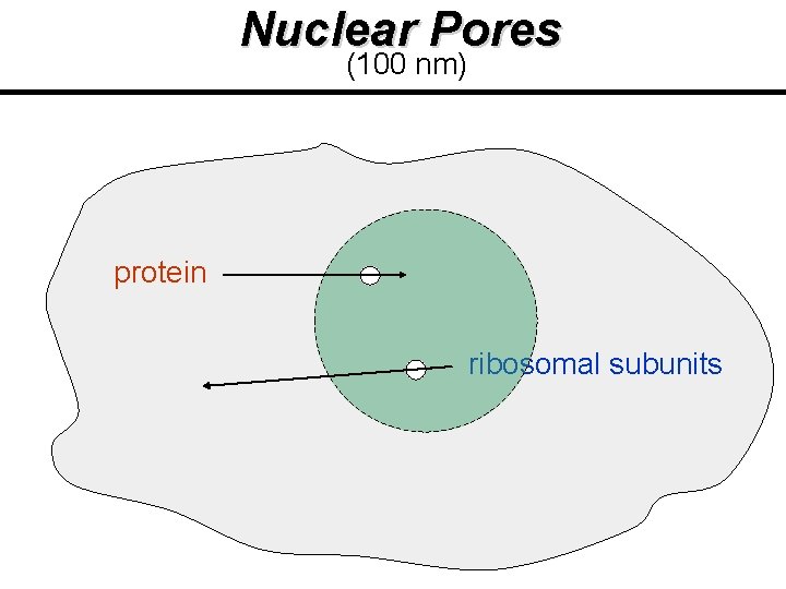 Nuclear Pores (100 nm) protein ribosomal subunits Nuclear Pores (100 nm) protein ribosomal subunits