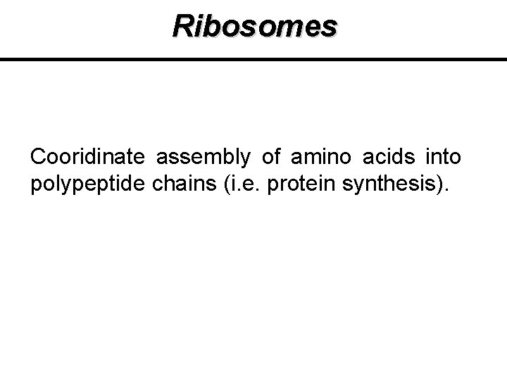 Ribosomes Cooridinate assembly of amino acids into polypeptide chains (i. e. protein synthesis). Ribosomes Cooridinate assembly of amino acids into polypeptide chains (i. e. protein synthesis).
