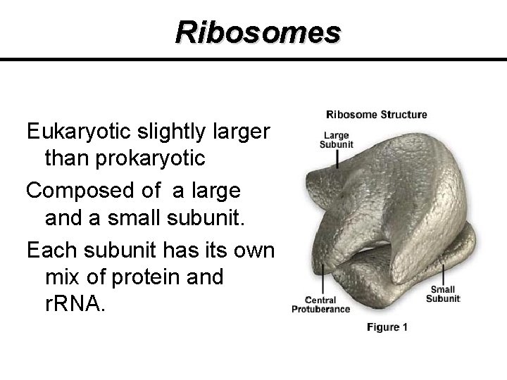 Ribosomes Eukaryotic slightly larger than prokaryotic Composed of a large and a small subunit. Ribosomes Eukaryotic slightly larger than prokaryotic Composed of a large and a small subunit.