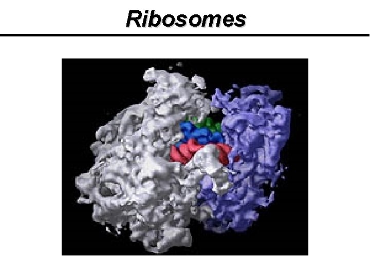 Ribosomes Ribosomes