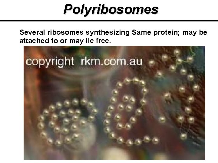 Polyribosomes Several ribosomes synthesizing Same protein; may be attached to or may lie free. Polyribosomes Several ribosomes synthesizing Same protein; may be attached to or may lie free.