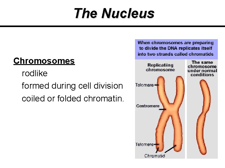 The Nucleus Chromosomes rodlike formed during cell division coiled or folded chromatin. The Nucleus Chromosomes rodlike formed during cell division coiled or folded chromatin.
