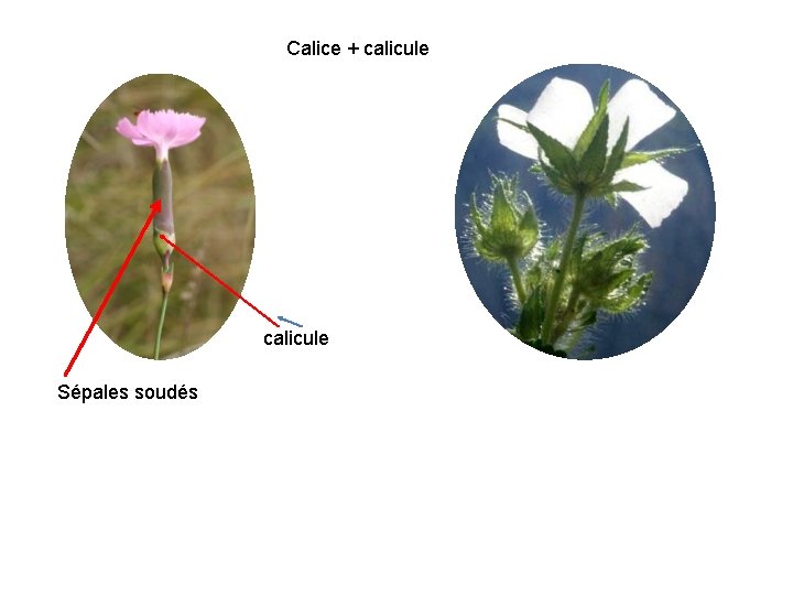 Calice + calicule Sépales soudés 