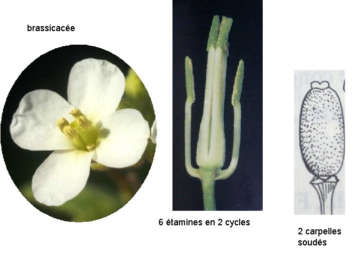 brassicacée 6 étamines en 2 cycles 2 carpelles soudés 