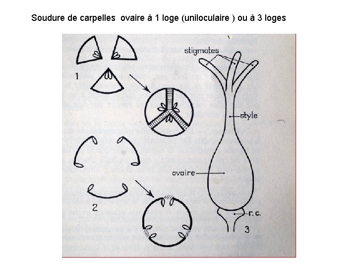 Soudure de carpelles ovaire à 1 loge (uniloculaire ) ou à 3 loges 