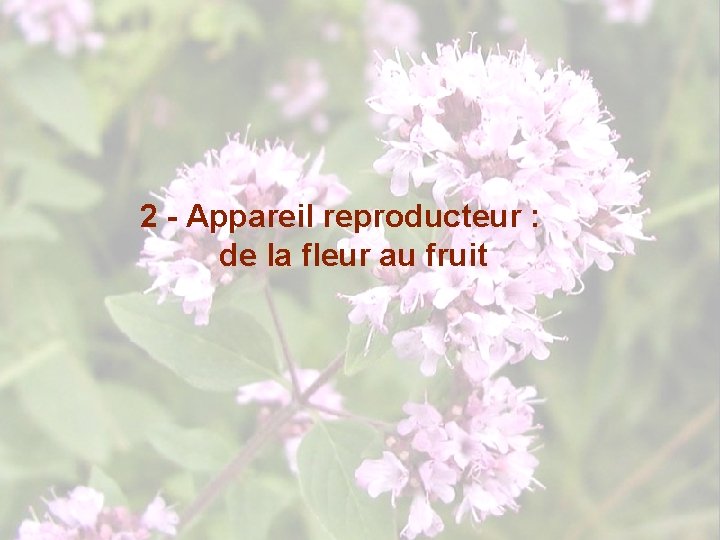 2 - Appareil reproducteur : de la fleur au fruit 