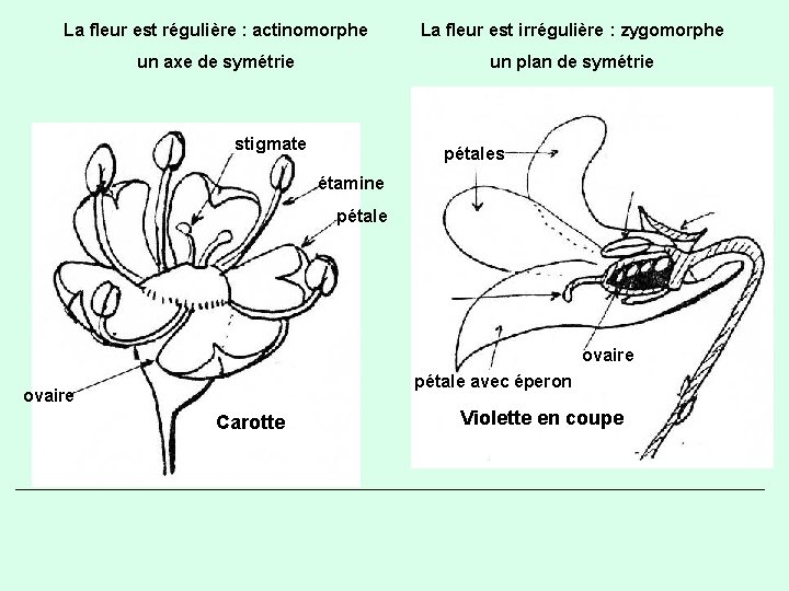 La fleur est régulière : actinomorphe La fleur est irrégulière : zygomorphe un axe