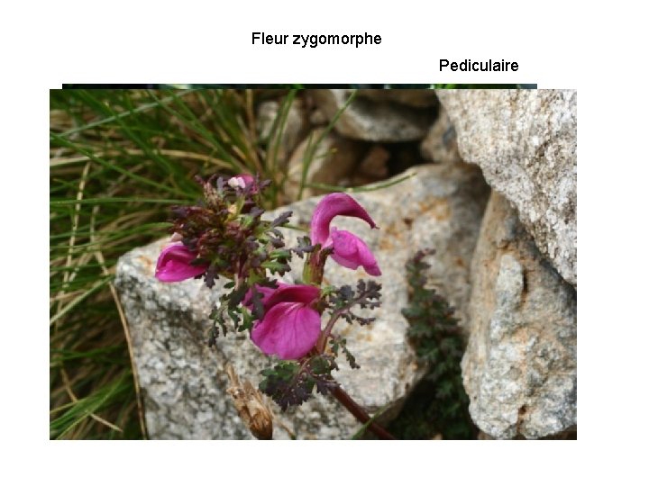 Fleur zygomorphe Pediculaire 