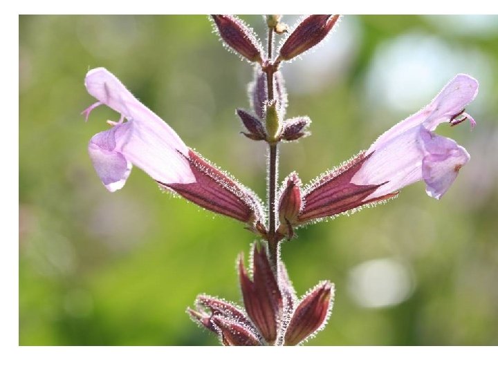 Lamiacée Teucrium 