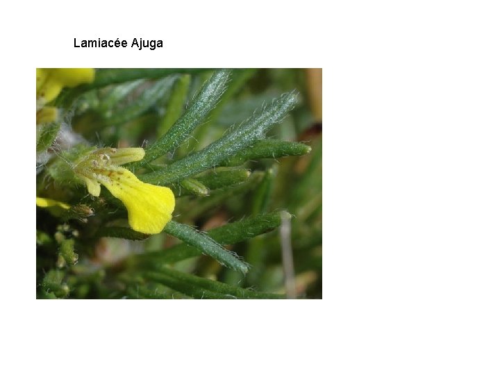 Lamiacée Ajuga 