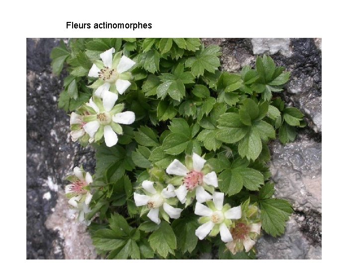 Fleurs actinomorphes 