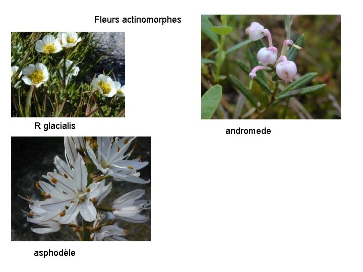 Fleurs actinomorphes R glacialis asphodèle andromede 