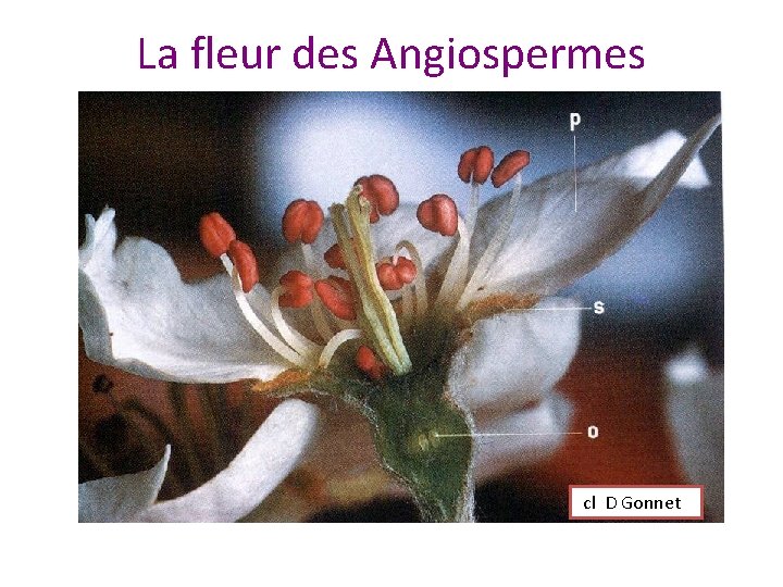 La fleur des Angiospermes cl D Gonnet Structure d’une fleur 