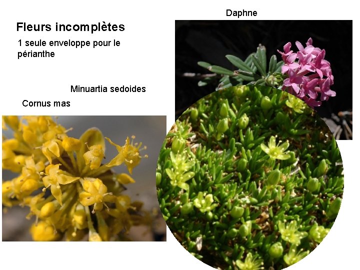 Daphne Fleurs incomplètes 1 seule enveloppe pour le périanthe Minuartia sedoides Cornus mas 