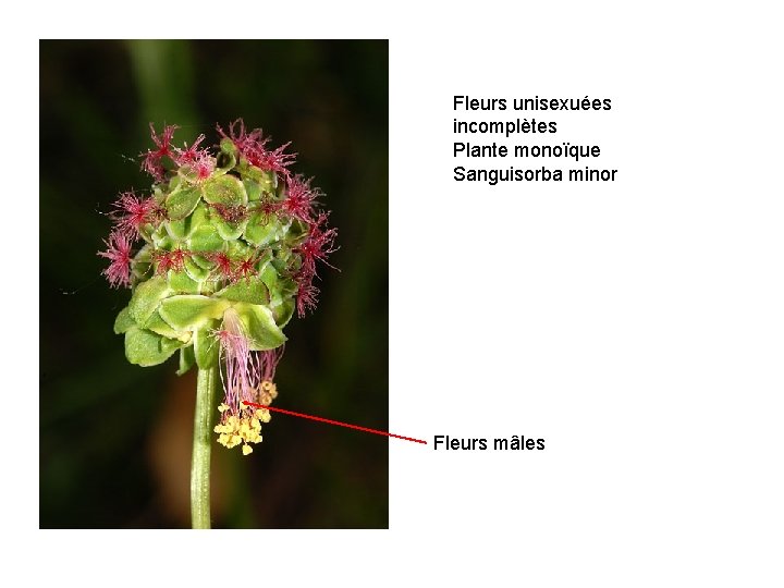 Fleurs unisexuées incomplètes Plante monoïque Sanguisorba minor Fleurs mâles 