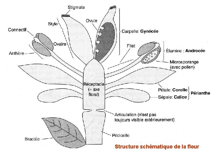 Structure schématique de la fleur 