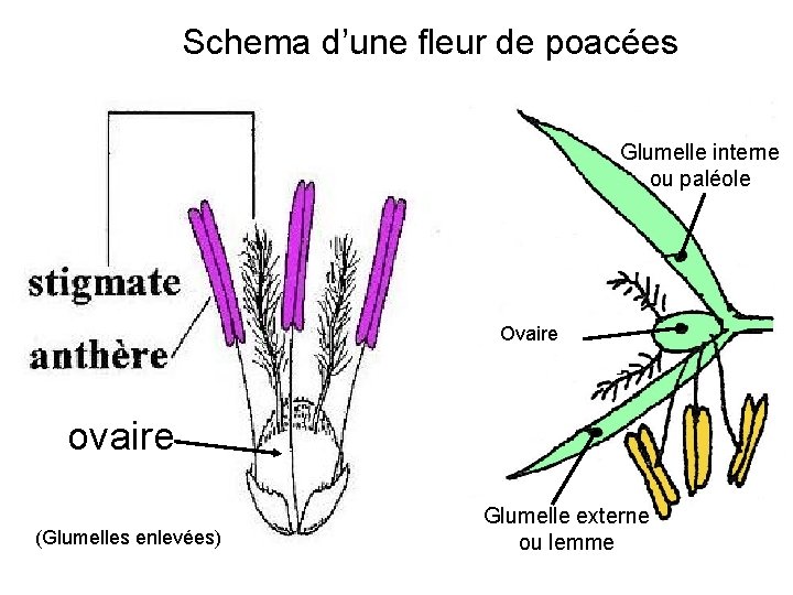 Schema d’une fleur de poacées Glumelle interne ou paléole Ovaire ovaire (Glumelles enlevées) Glumelle