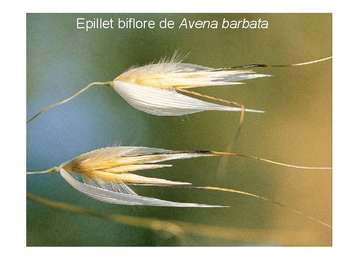 Epillet biflore de Avena barbata 