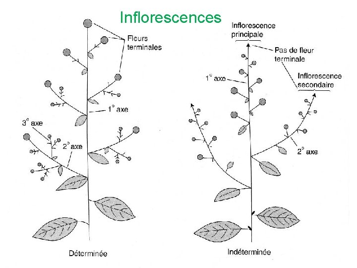 Inflorescences 