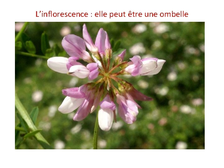 L’inflorescence : elle peut être une ombelle Securigera varia 