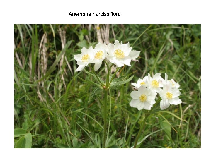 Anemone narcissiflora 