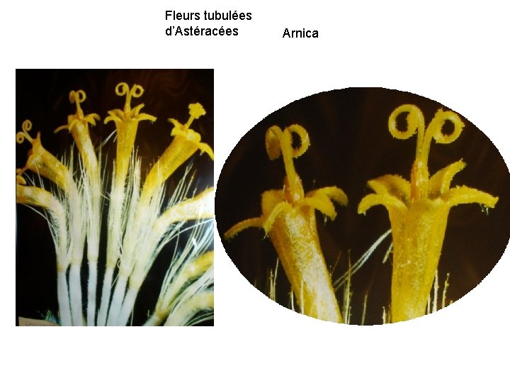 Fleurs tubulées d’Astéracées Arnica 